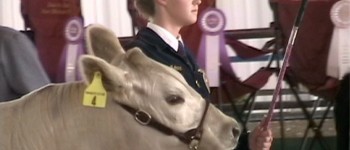 Steer Show at San Mateo County Fair