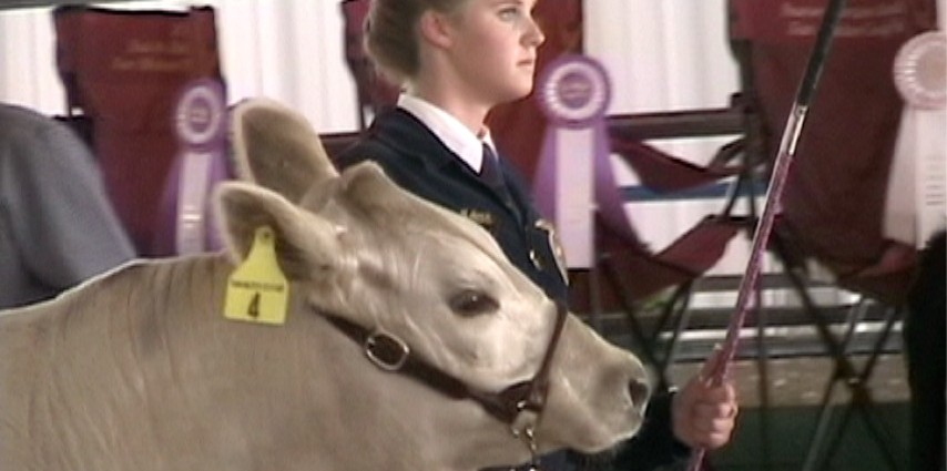 Steer Show at San Mateo County Fair