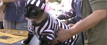 Dusty the Klepto Cat Gives Back