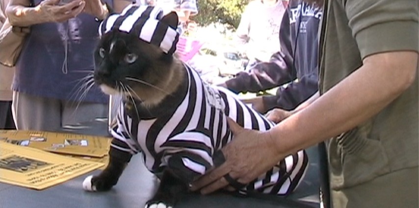Dusty the Klepto Cat Gives Back