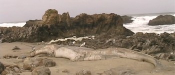 Gray Whale Washes Ashore Pescadero State Beach