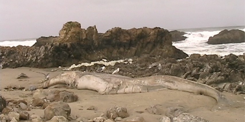 Gray Whale Washes Ashore Pescadero State Beach