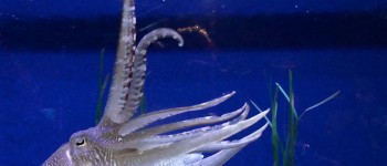Scenes from an Aquarium
