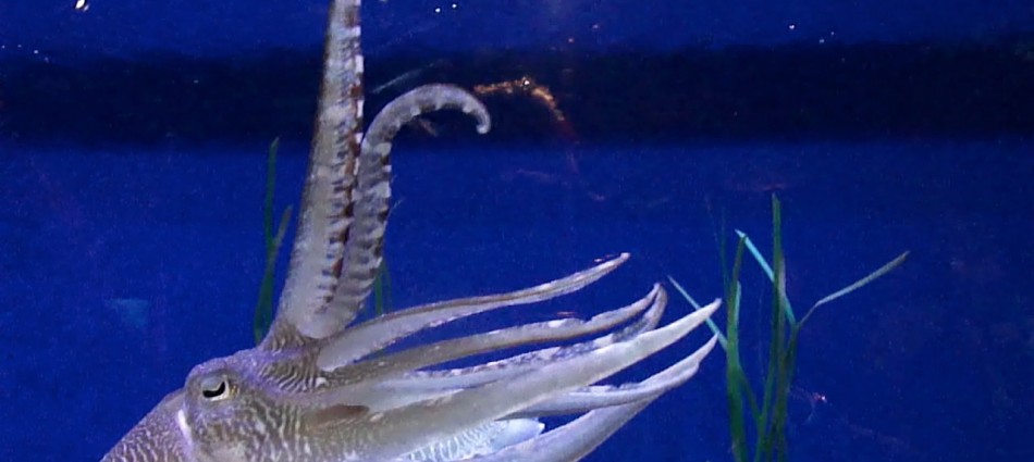 Scenes from an Aquarium