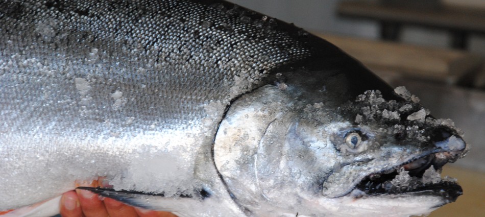 Half Moon Bay Fish Go Hi-Tech