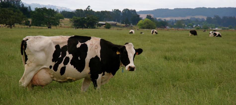 Milking the Sun: Dairy Takes on Solar Cogeneration