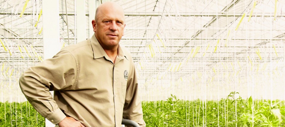 One grower's $17 million quest for a greener tomato