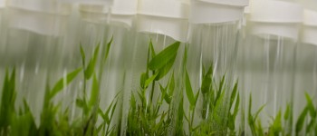 Why Kimberly-Clark is banking on bamboo