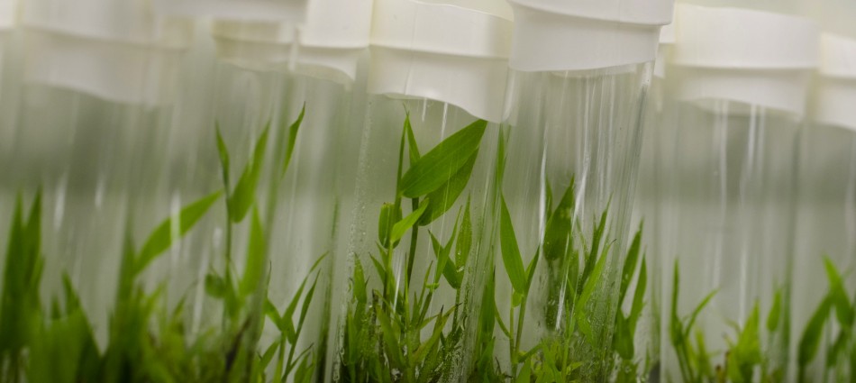 Why Kimberly-Clark is banking on bamboo
