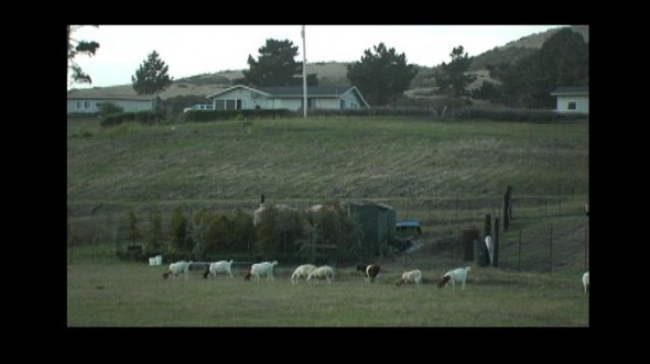 Goats and sheep grazing at Tunitas Creek Family Farm.
