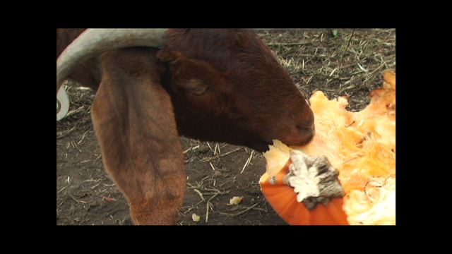 goat eating pumpkin