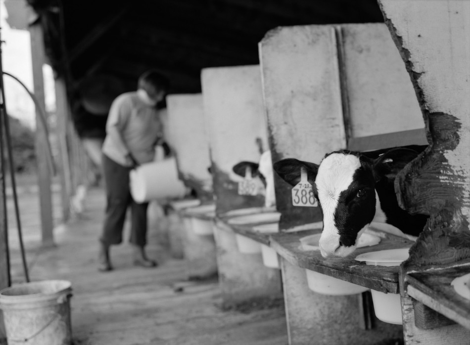 Farmer and cow at Foster Brothers Farms dairy in Middlebury, Vt.