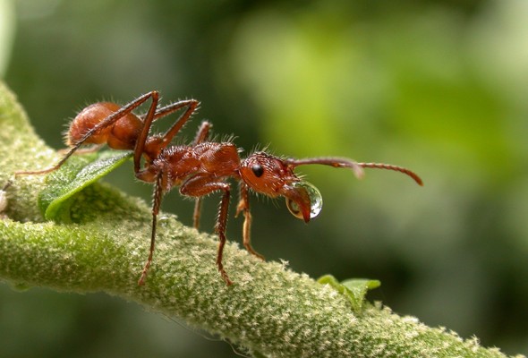 Ant in Amazon Rainforest