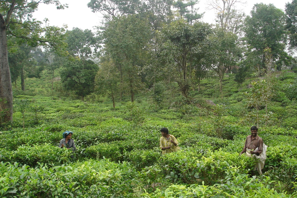 EcoTeas organic tea plantation