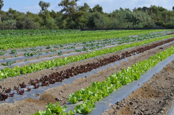 Lettuce crops