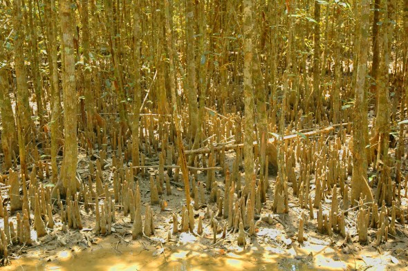 Sundarbans mangrove forest in Bangladesh