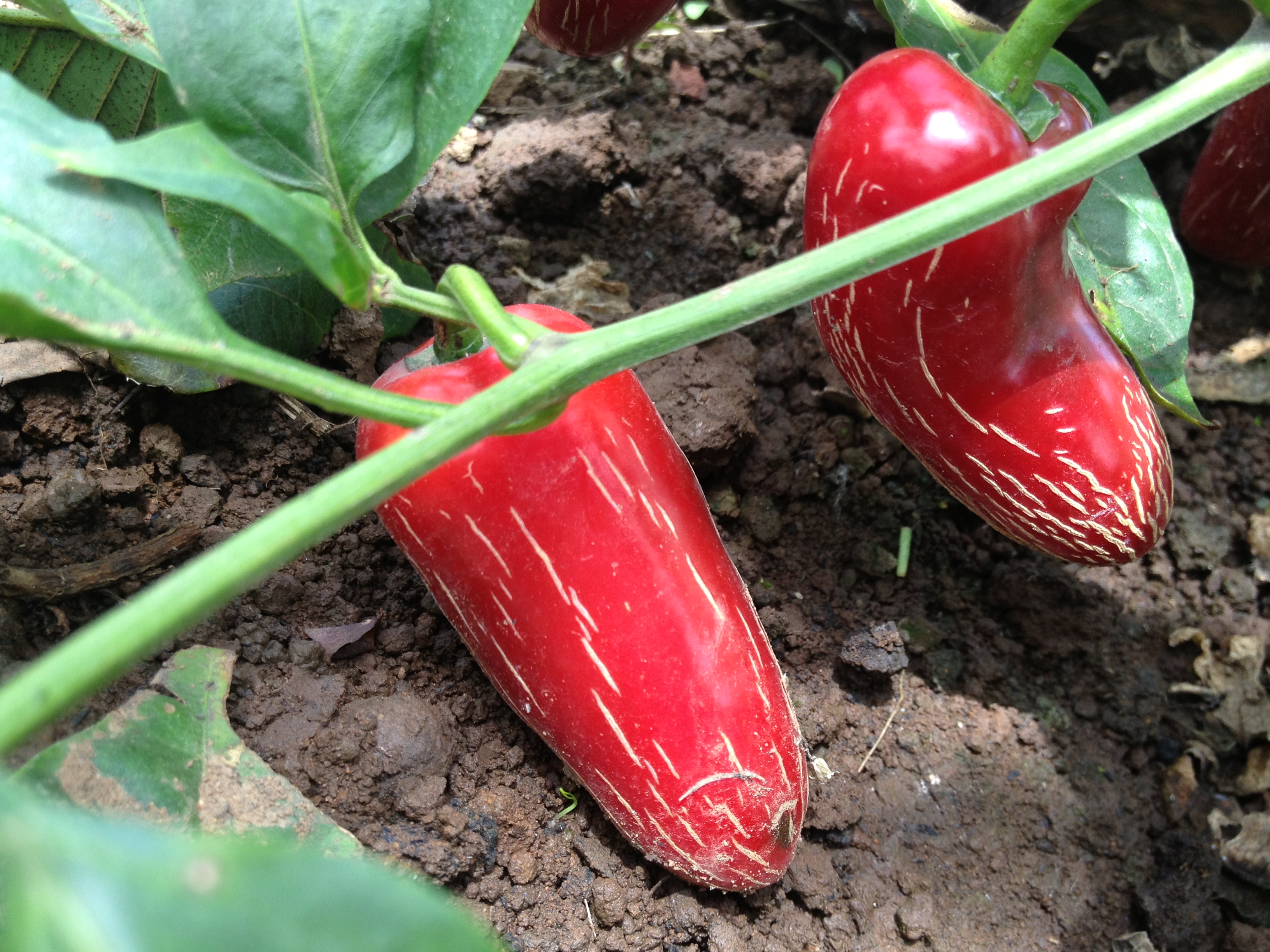 Bell peppers