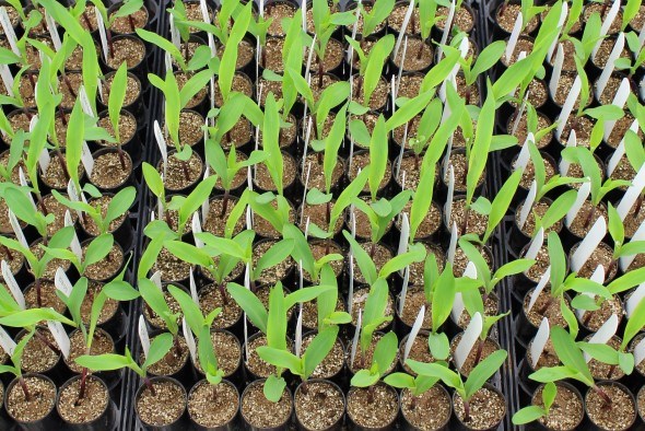 BioConsortia Photo of plants being tested in various soils 