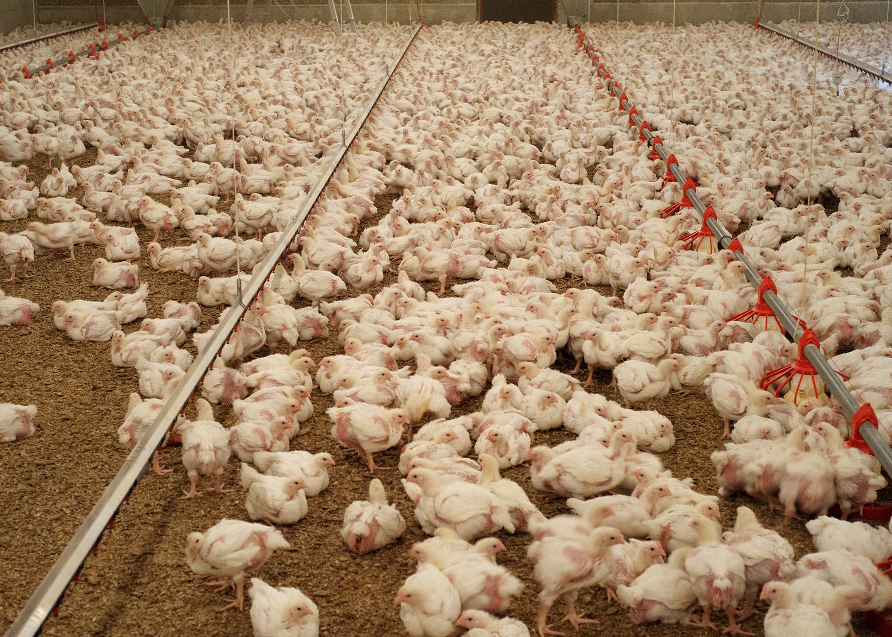 Broiler chicken farm