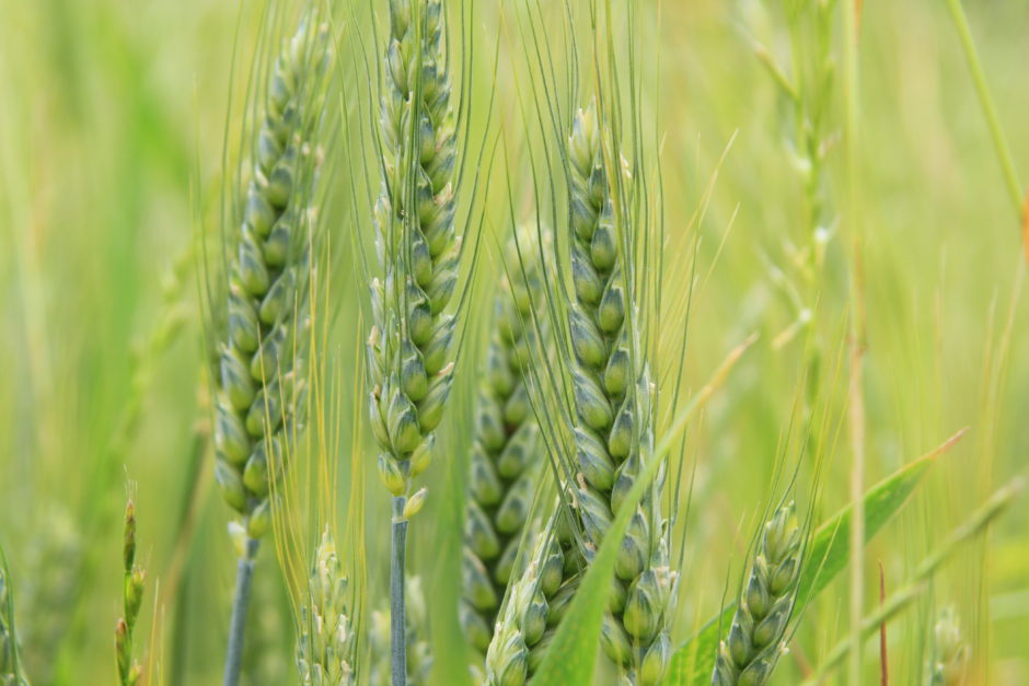 wheat photo by Community Grains