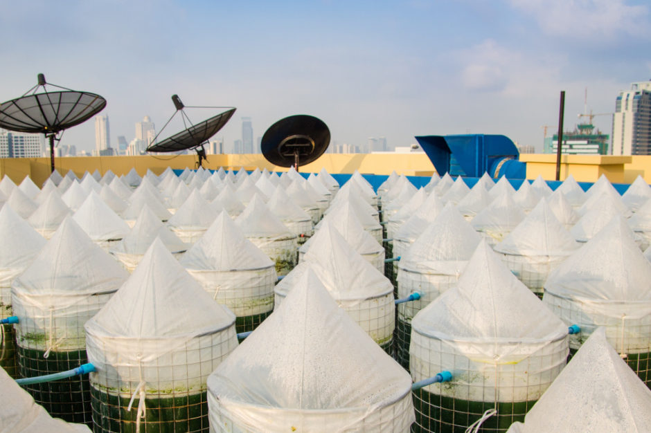 Spirulina tanks on a rooftop in Thailand.